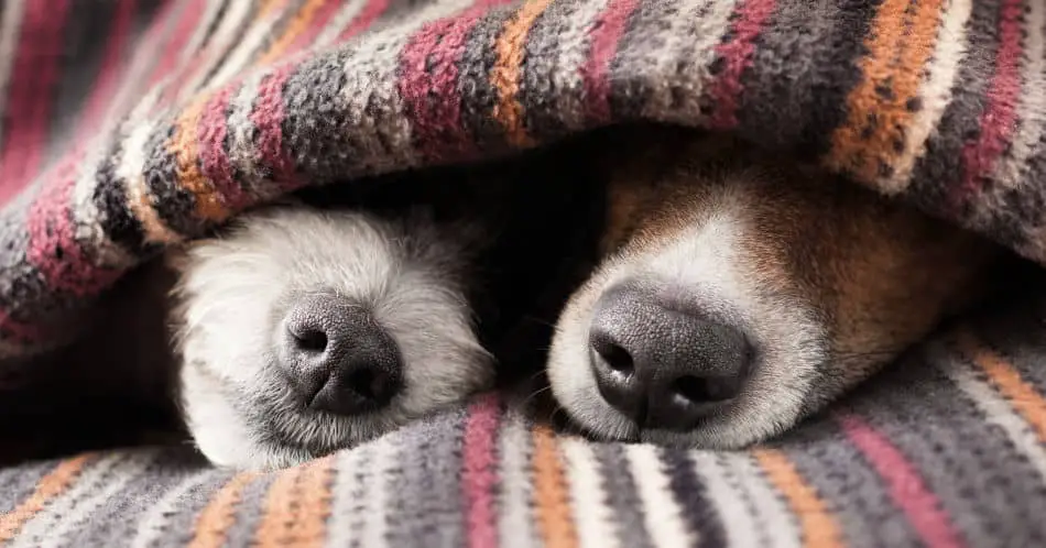 Dog Blankets: When Dogs Need Them and Why | Ayo Pets