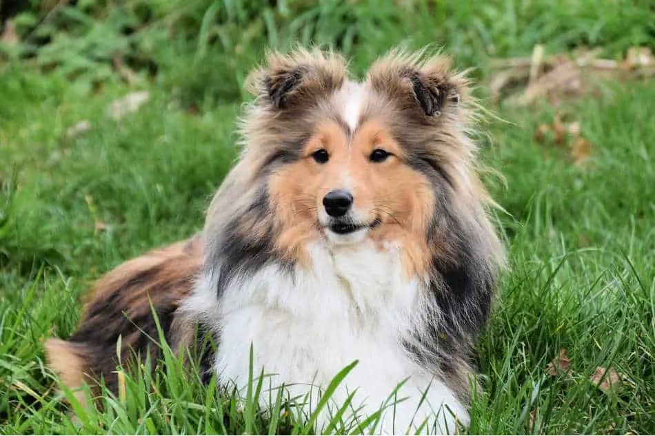 Do shelties shed?