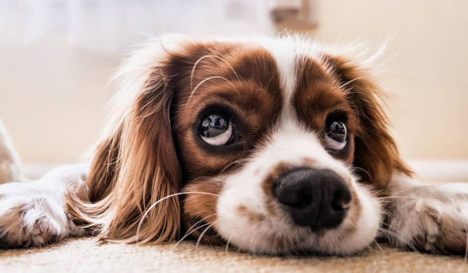 14 ways dogs ask for help and what they want from you