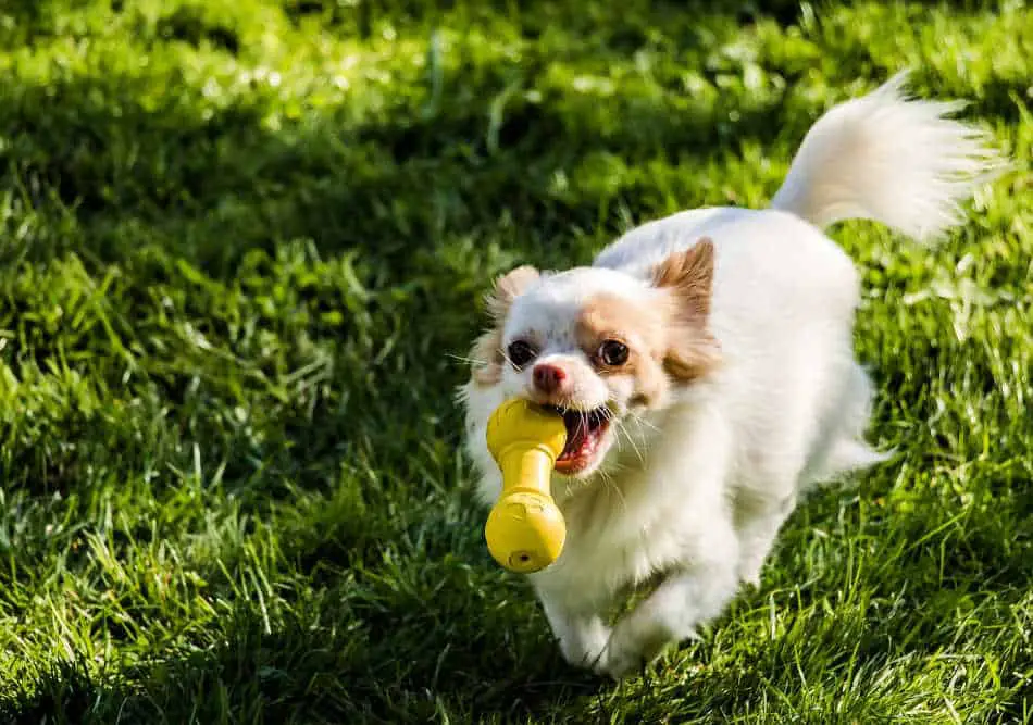 How much do dog chew toys cost