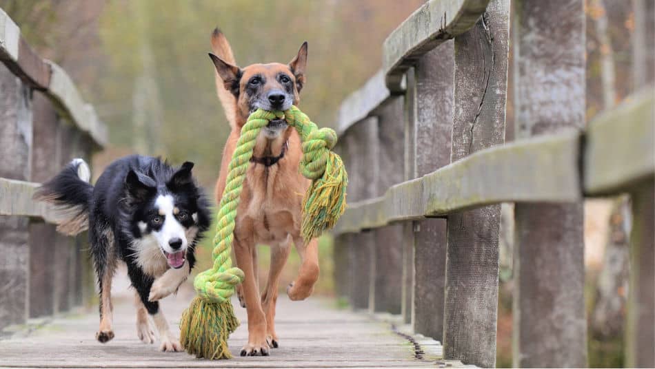 How much do dog ropes cost