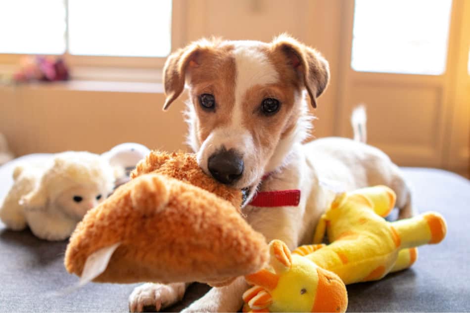 Are dog toys expensive?