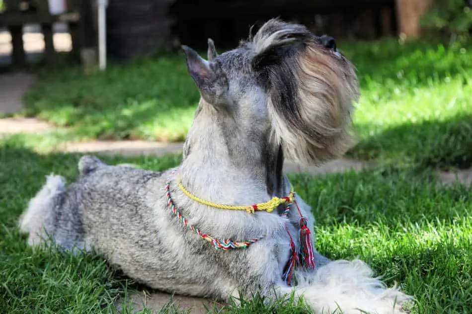 photo of schnauzer with long beard