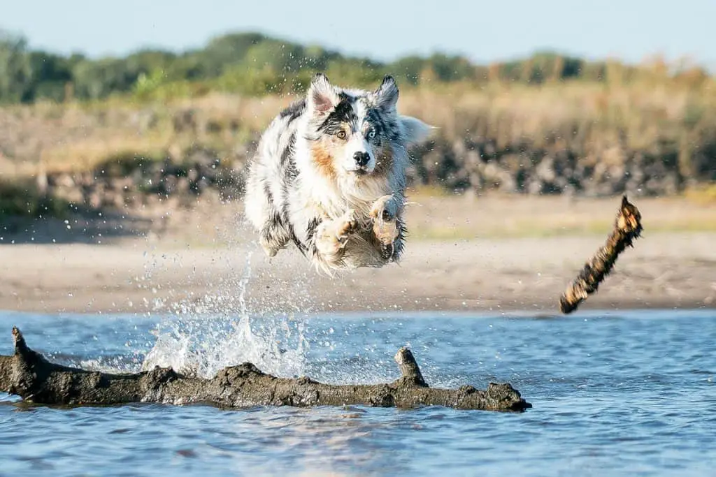 why do dogs enjoy fetch so much