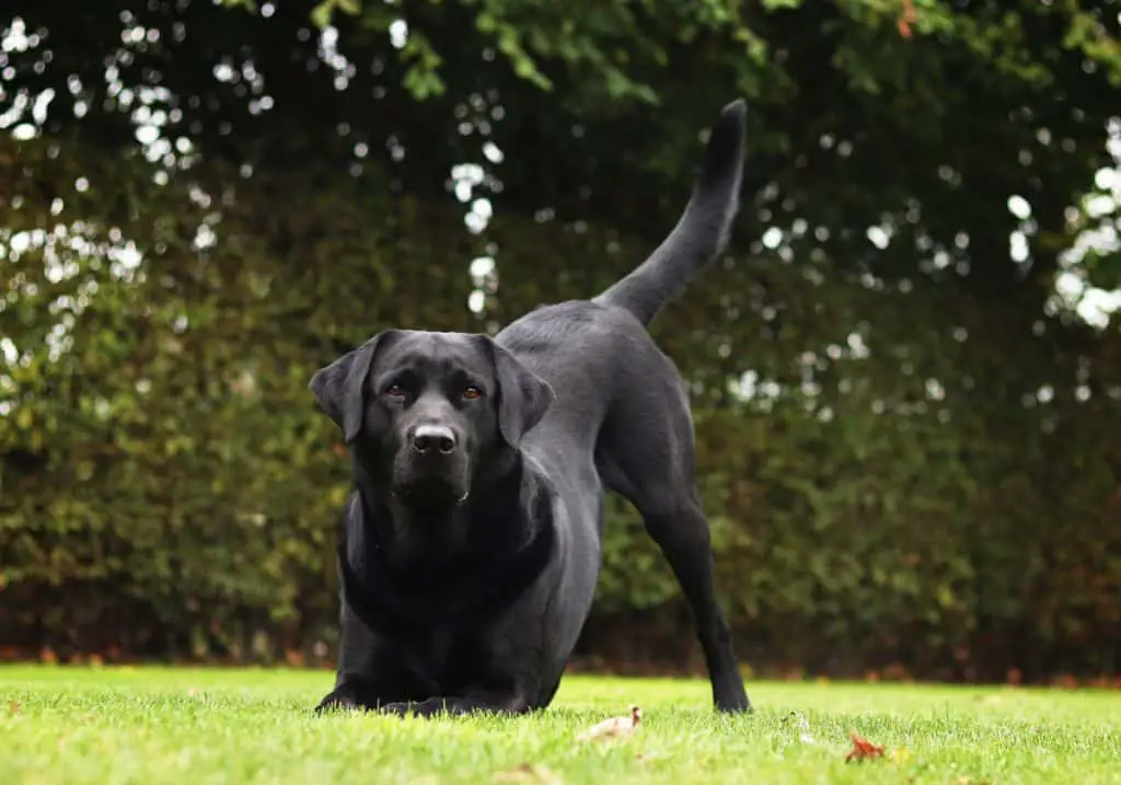 Labrador Retriever