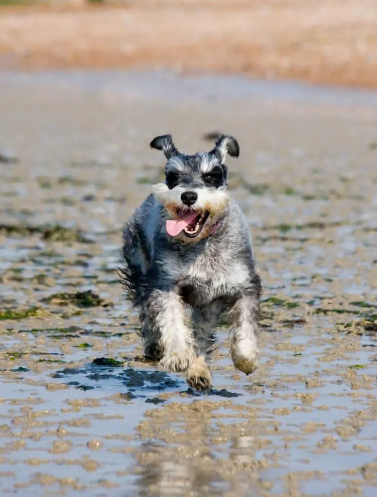 Miniature Schnauzer