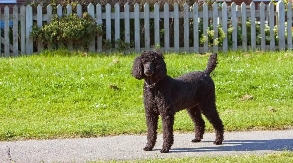 Standard Poodle