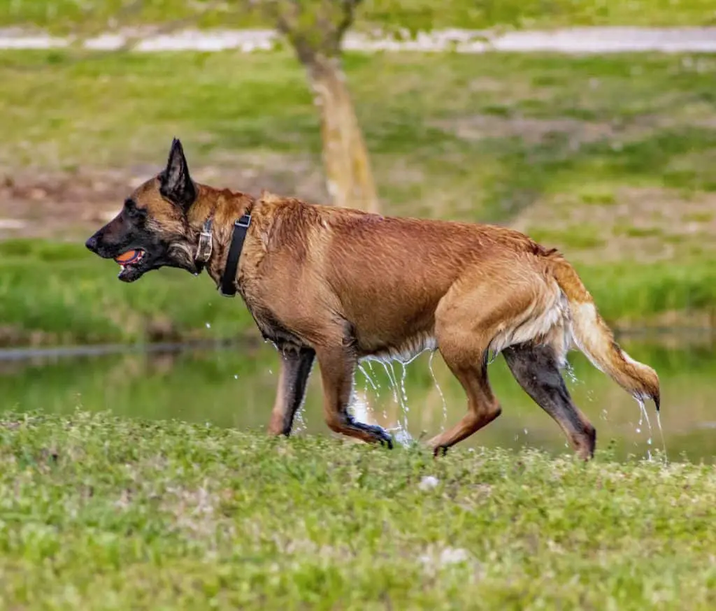 Belgian Malinois