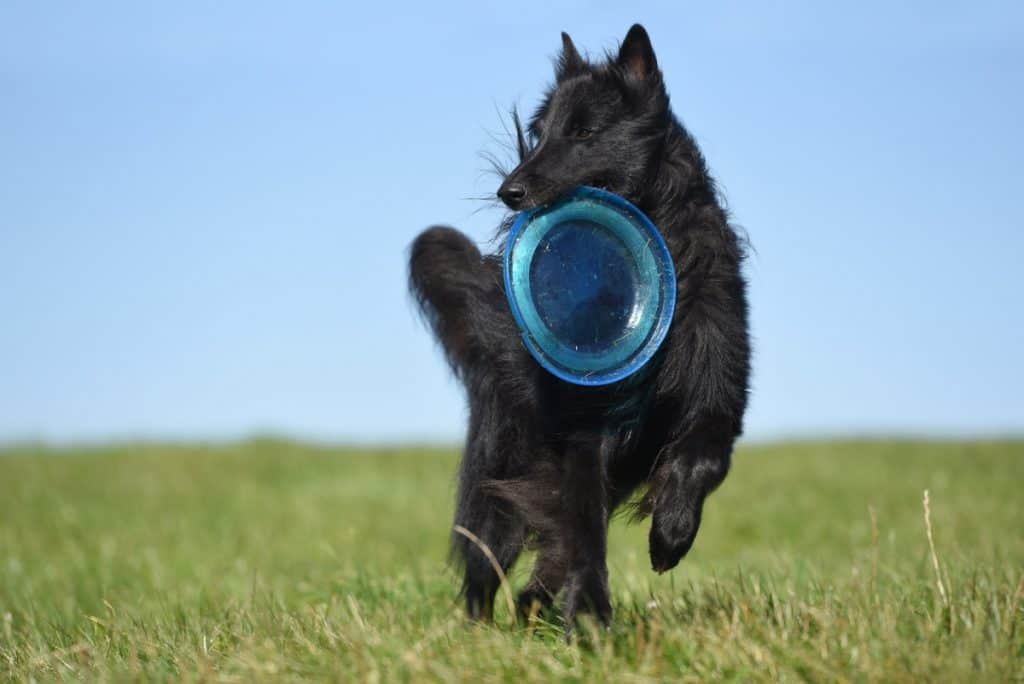 Belgian Sheepdog