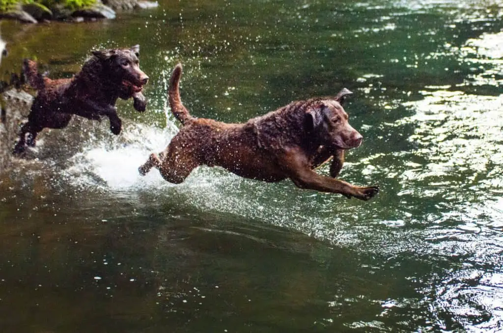 Chesapeake Bay Retriever