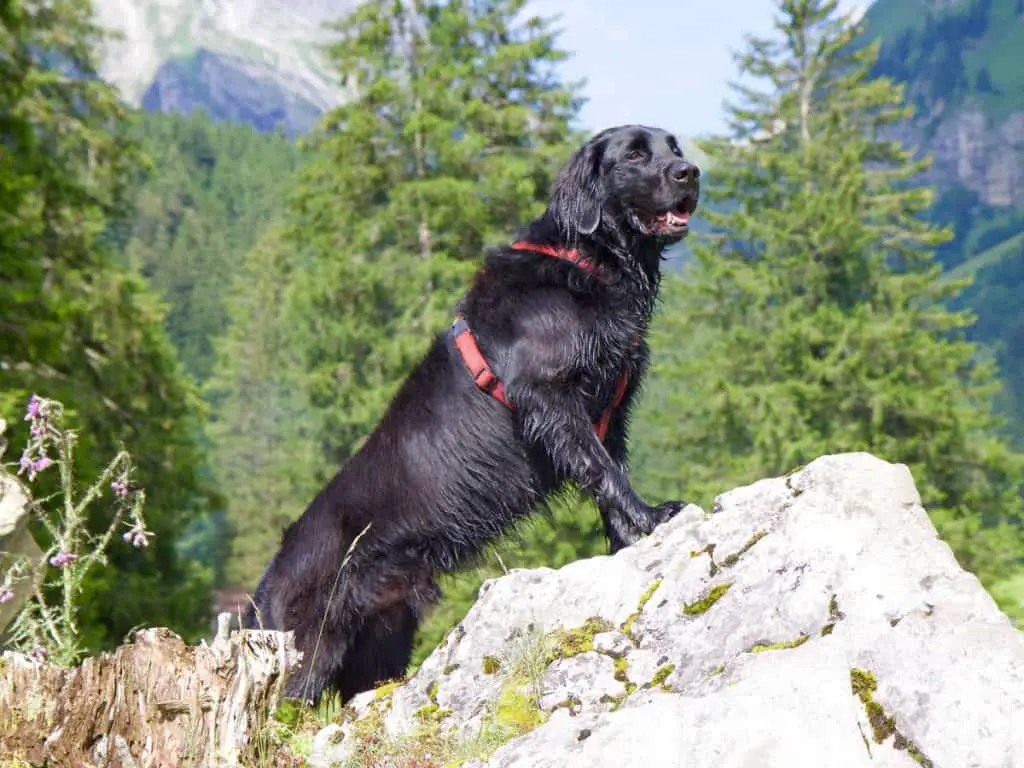 Flat-coated retriever