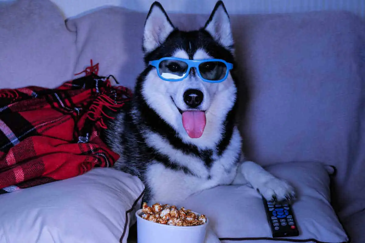 25 Best Dog Movies for Dogs & Families – With Trailers!