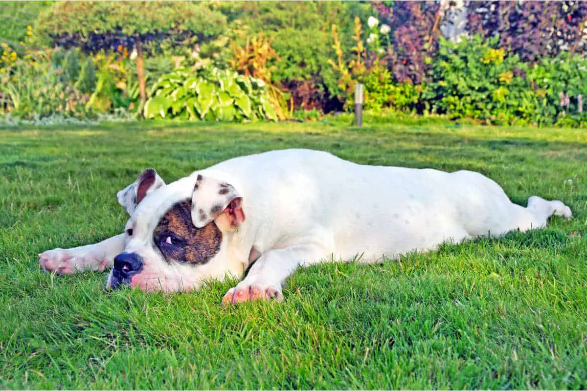 Strong Dog Urine Smell? How To Remove It From Your Yard For Good