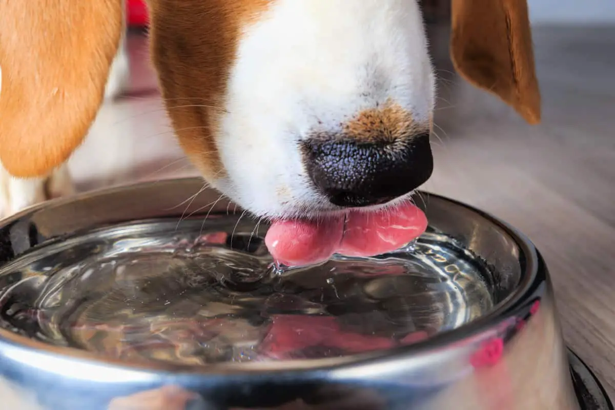 18 Ways To Stop Your Dog Tipping Over The Water Bowl