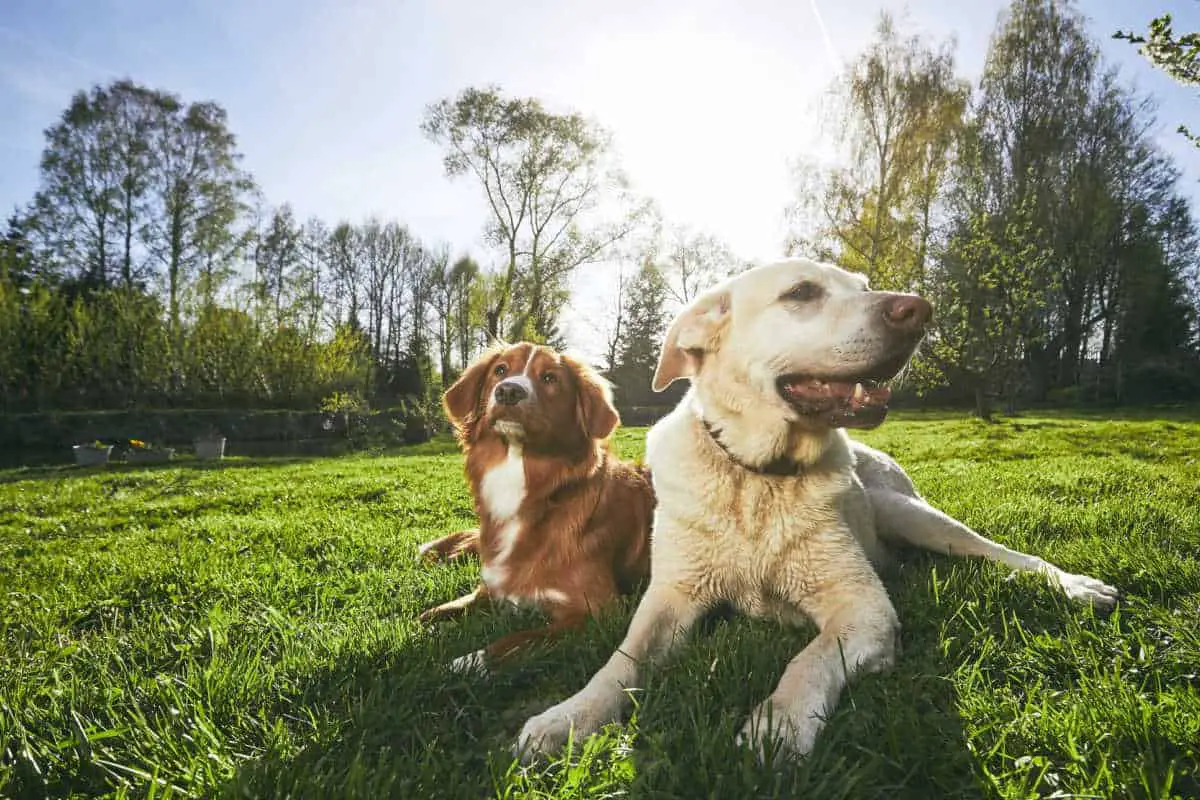 7 Reasons Why Dogs Love Lying In The Sun