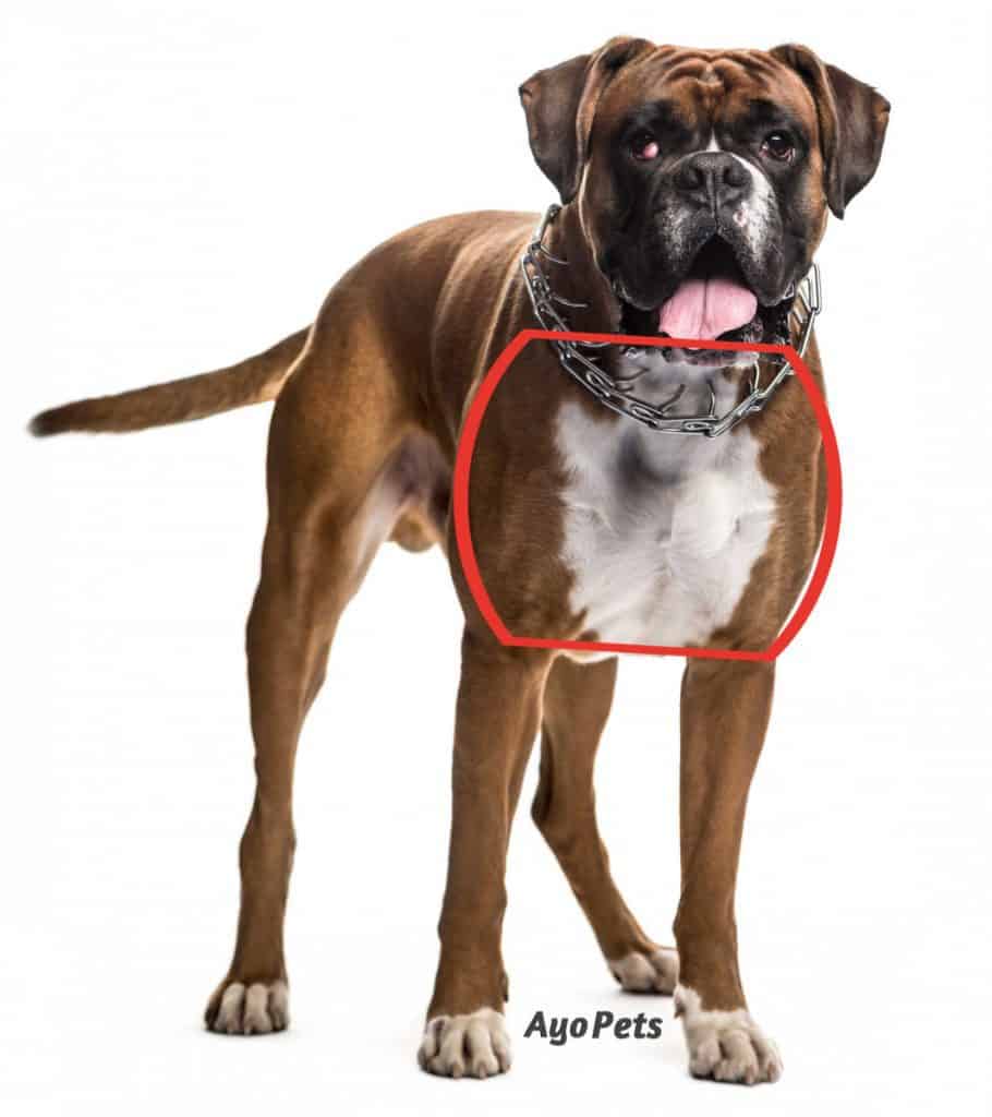 What Does It Mean By Deep Chested Dog