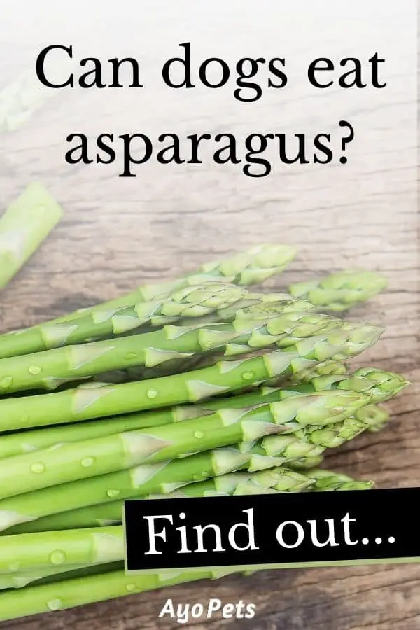 29 Vegetables Dogs Can Eat Full List With Serving Suggestions Ayo Pets