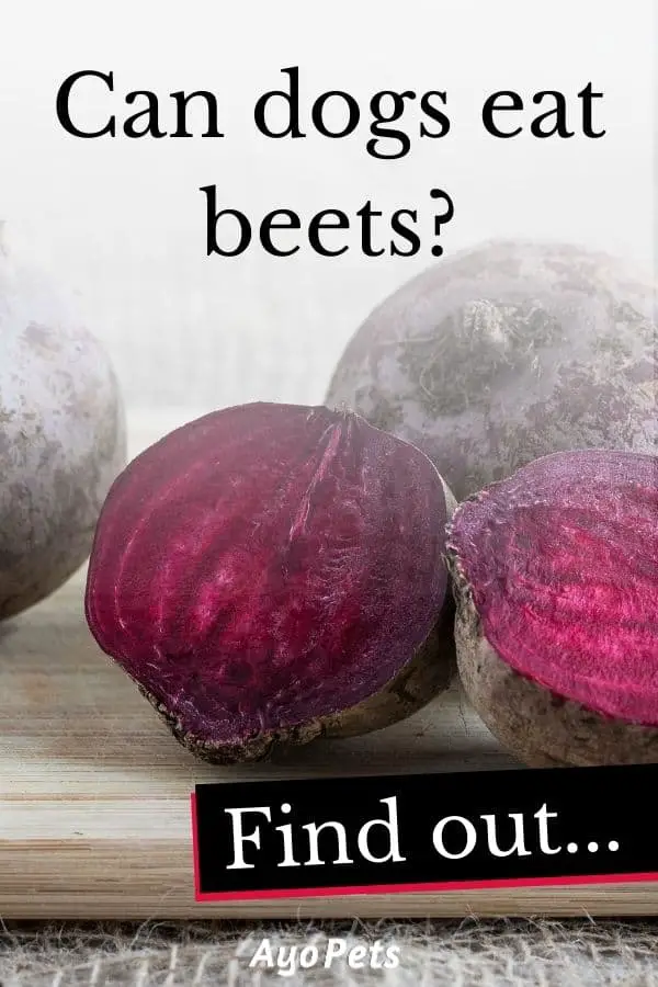 29 Vegetables Dogs Can Eat Full List With Serving Suggestions Ayo Pets