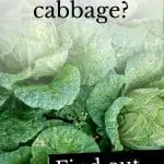 Can dogs eat cabbage?