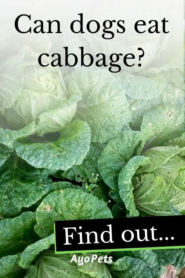 29 Vegetables Dogs Can Eat Full List With Serving Suggestions Ayo Pets