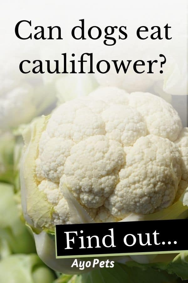 29 Vegetables Dogs Can Eat Full List With Serving Suggestions Ayo Pets