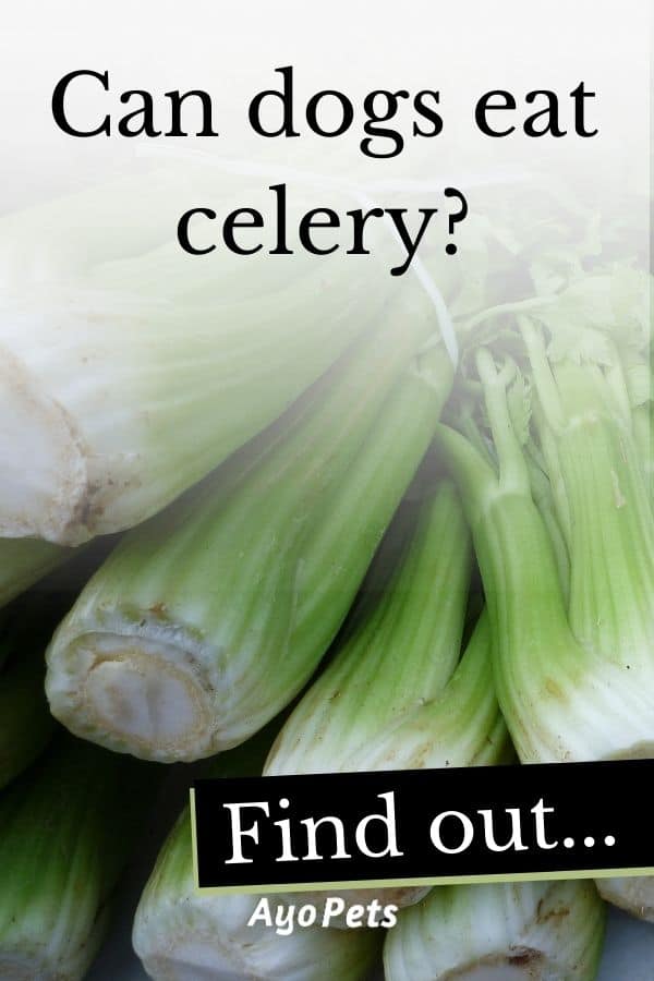 29 Vegetables Dogs Can Eat Full List With Serving Suggestions Ayo Pets