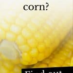 Can dogs eat corn?