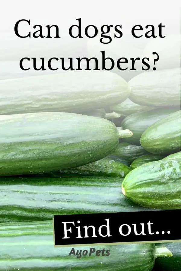 29 Vegetables Dogs Can Eat Full List With Serving Suggestions Ayo Pets