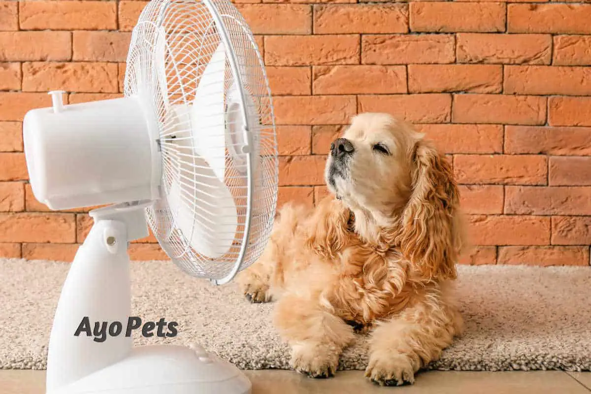 Do Fans Really Cool Down Dogs?