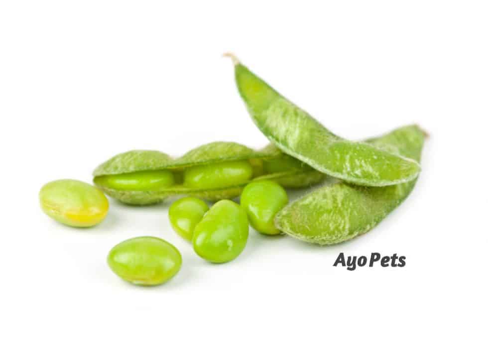 29 Vegetables Dogs Can Eat Full List With Serving Suggestions Ayo Pets