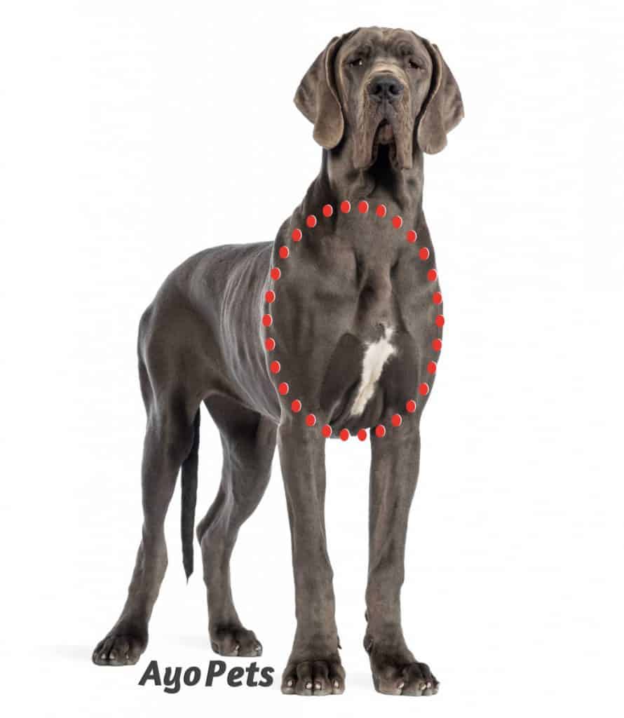 photo of a great dane showing the chest area