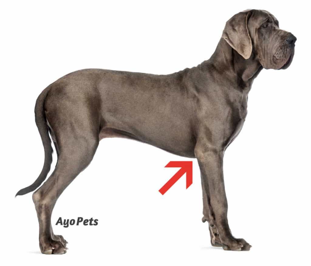 are pit bulls deep chested dogs