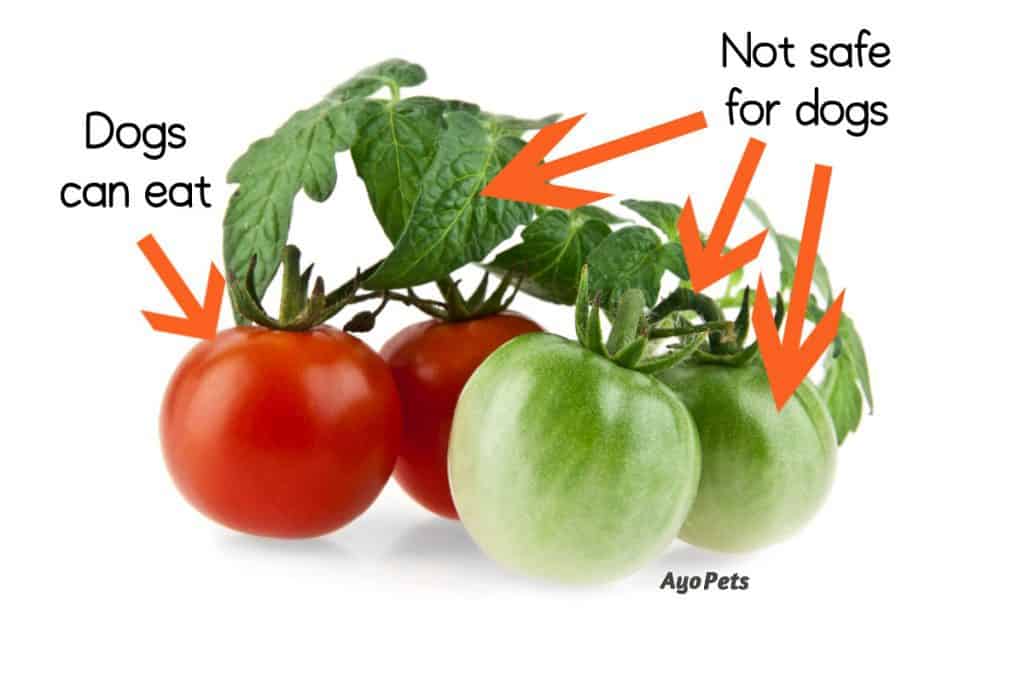 Photo of red and green tomatoes with labels showing which parts dogs can and cannot eat