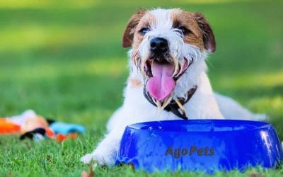 How To Keep A Dog’s Water Bowl Cool: 10 Tips & Tricks To Try