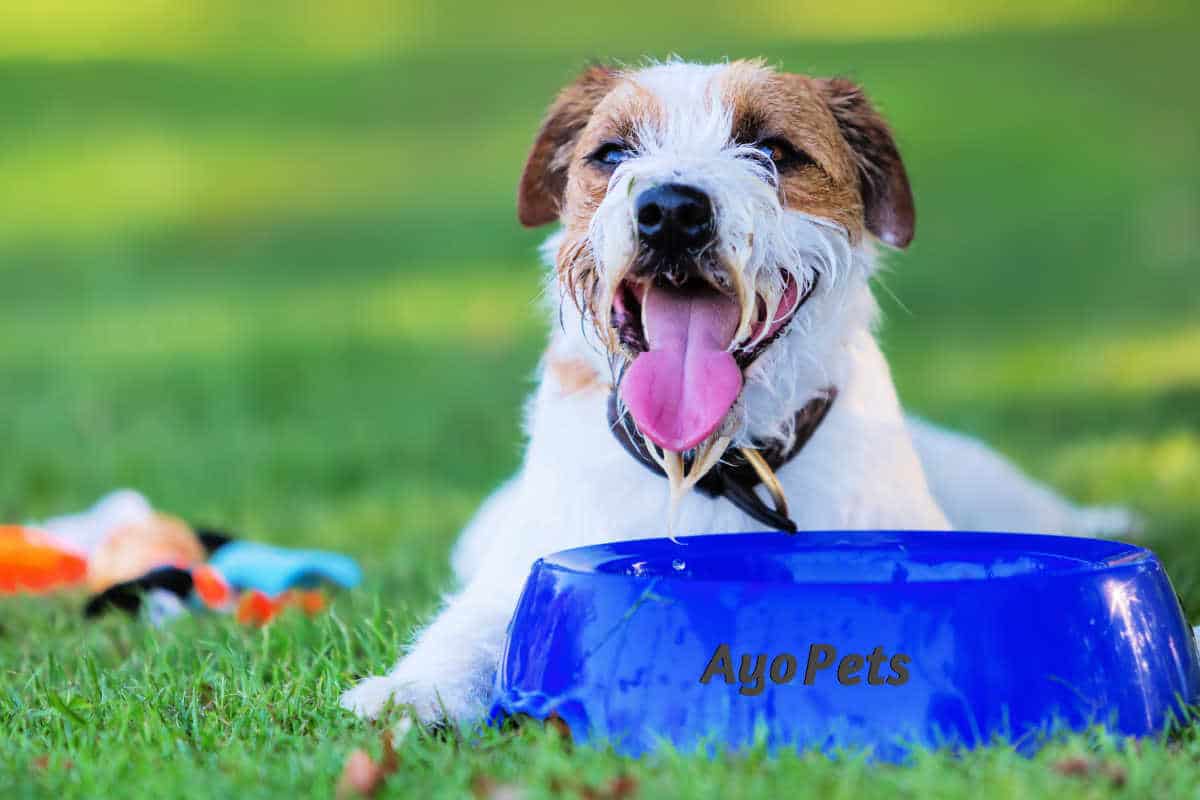 how-to-keep-a-dog-s-water-bowl-cool-10-tips-tricks-to-try-ayo-pets