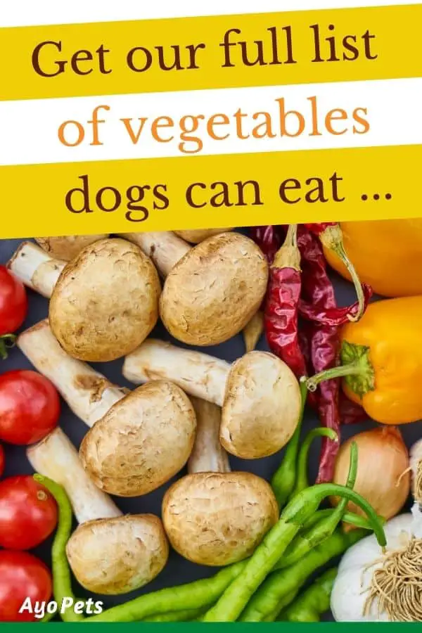 29 Vegetables Dogs Can Eat: Full List With Serving Suggestions Ayo Pets