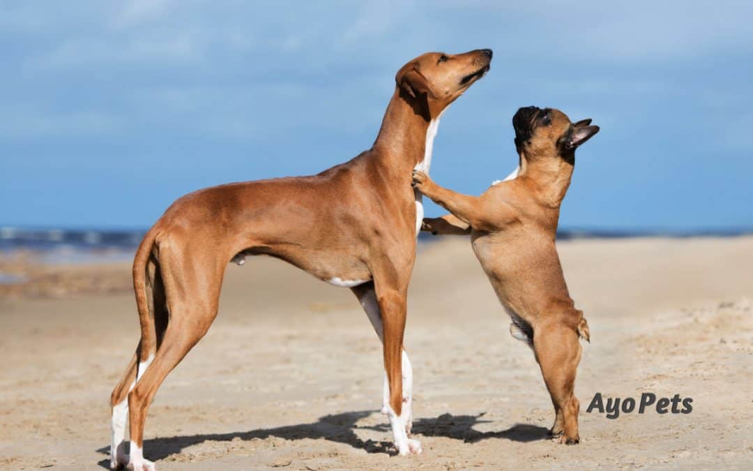 What Deep-Chested, Barrel-Chested and Round-Chested Dogs Look Like
