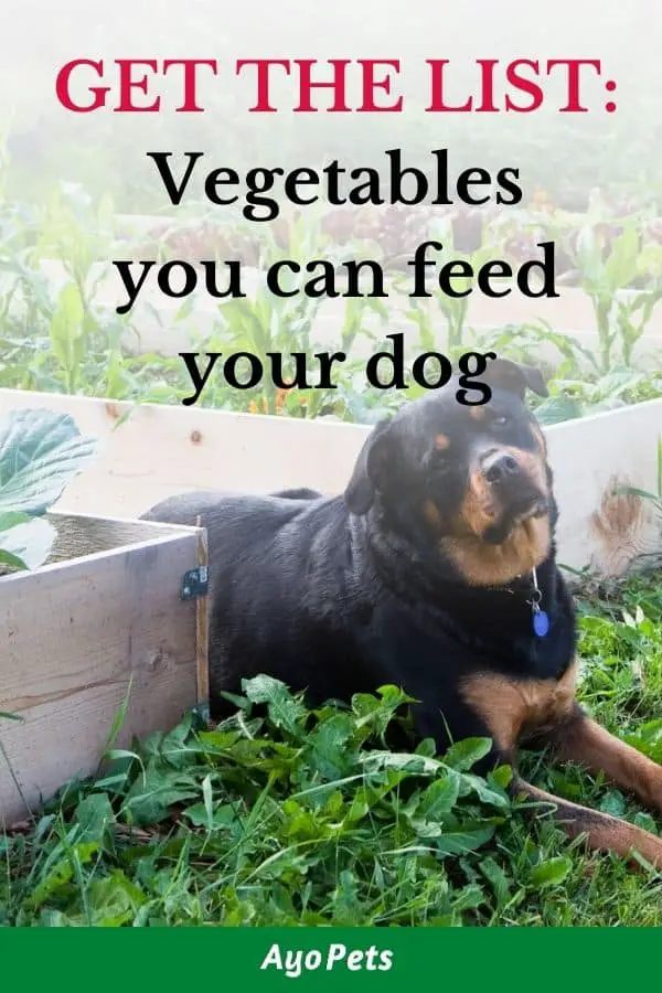 29 Vegetables Dogs Can Eat Full List With Serving Suggestions Ayo Pets