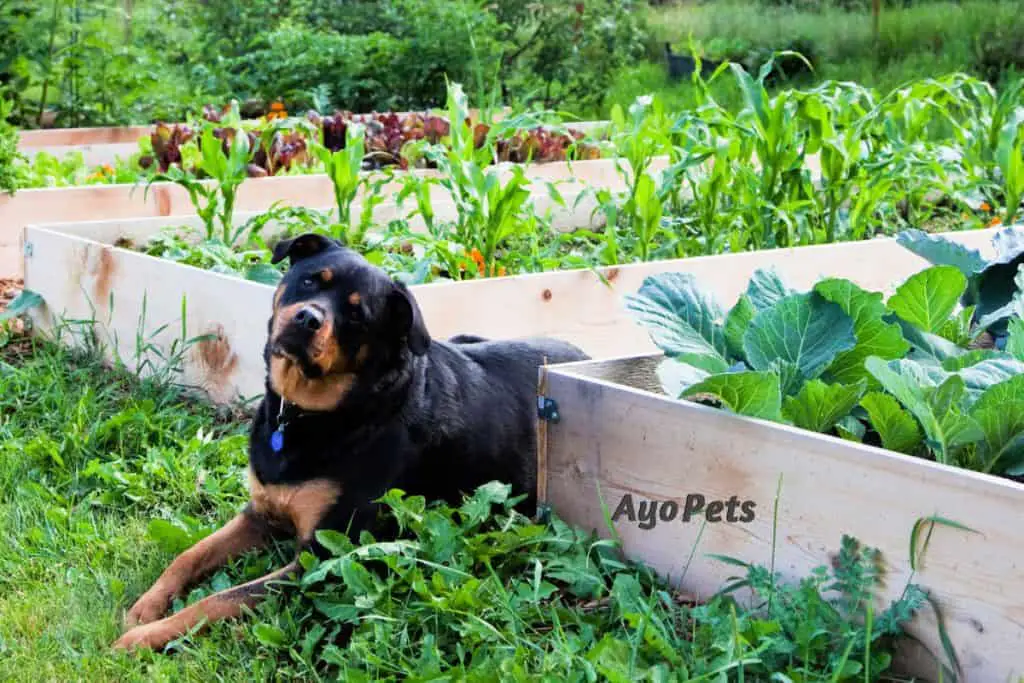 Veggies dogs can eat