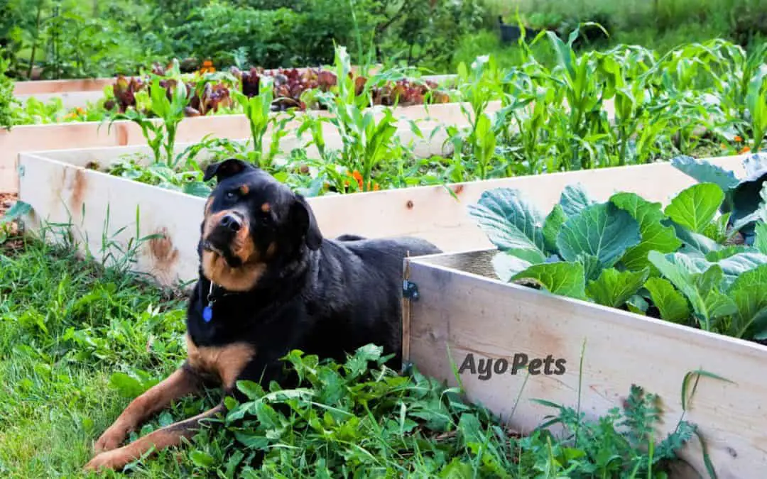 29 Vegetables Dogs Can Eat: Full List With Serving Suggestions