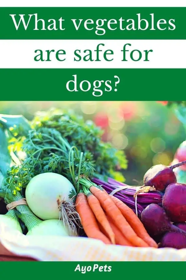 29-vegetables-dogs-can-eat-full-list-with-serving-suggestions-ayo-pets