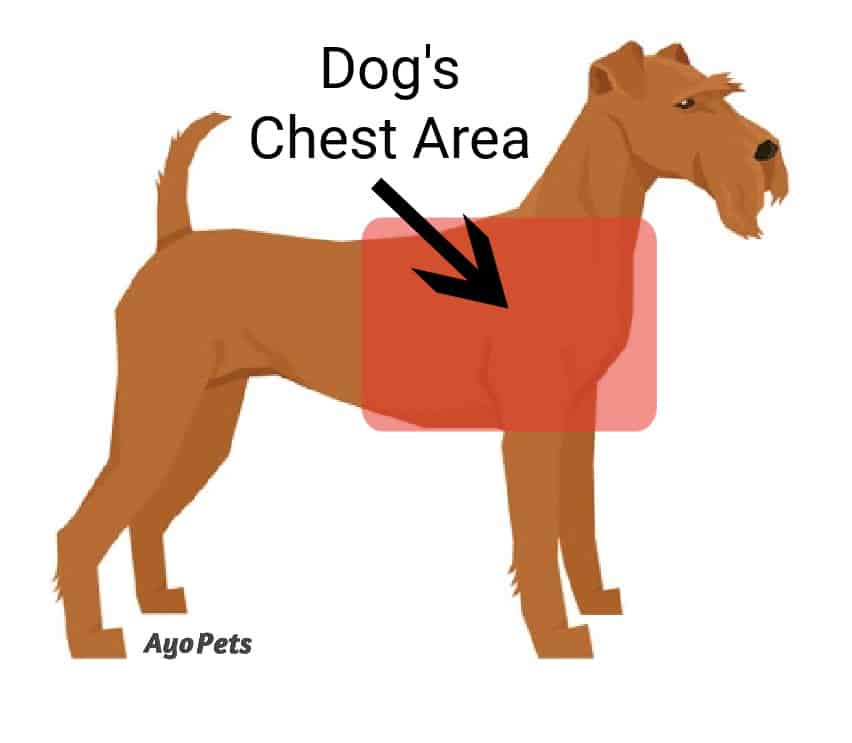 What Does It Mean By Deep Chested Dog