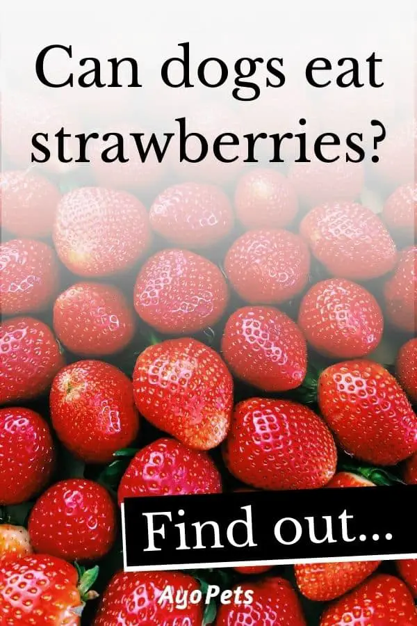 Fruits Dogs Can Eat & What Happens If They Eat Too Much Ayo Pets