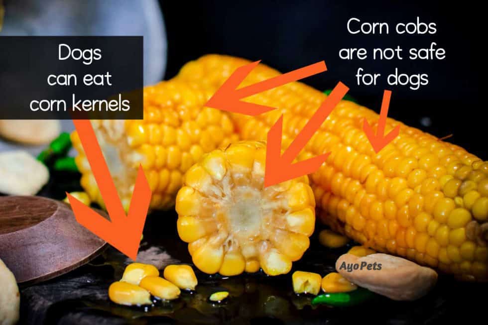 NOGO Vegetables that aren’t safe for dogs (you’ll be surprised!) Ayo Pets