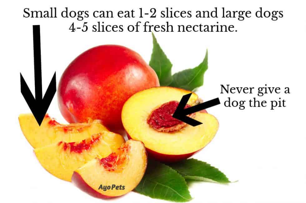 Fruits Dogs Can Eat & What Happens If They Eat Too Much Ayo Pets