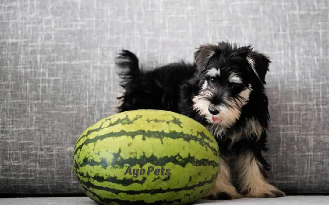 Fruits Dogs Can Eat & What Happens If They Eat Too Much