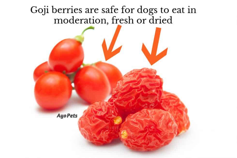 Fruits Dogs Can Eat & What Happens If They Eat Too Much | Ayo Pets