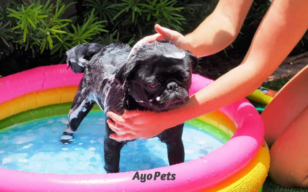 How Often Should You Bathe Your Dog? Keeping A Healthy Dog Clean