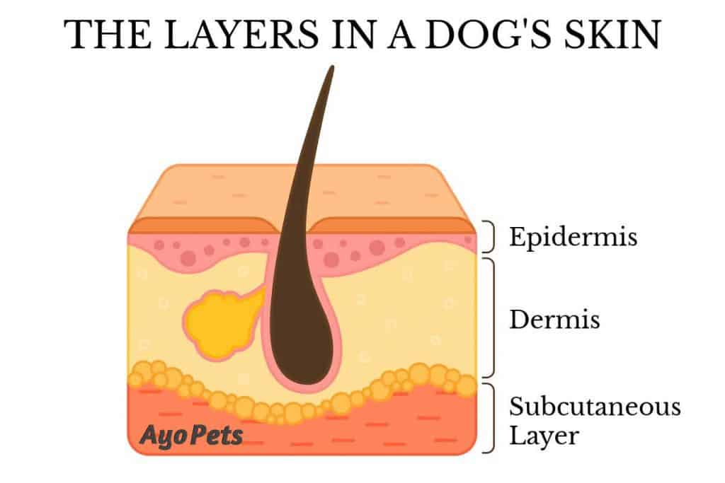 How Often Should You Bathe Your Dog? Keeping A Healthy Dog Clean Ayo Pets