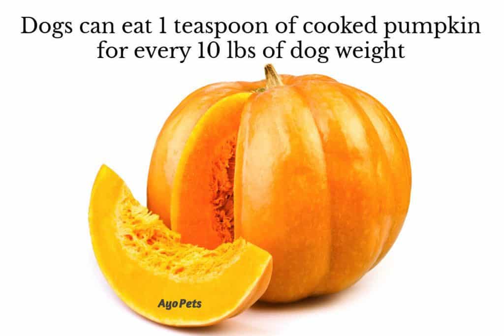 Photo of pumpkin and how many teaspoons dogs can eat